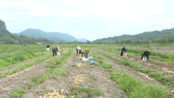 Nhân dân xã Điềm He nhộn nhịp thu hoạch khoai tây vụ đông