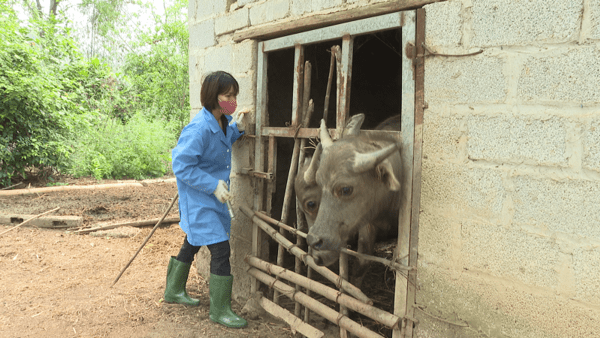 Xã Điềm He tổ chức tiêm phòng vắc xin cho đàn gia súc đợt 1 năm 2026.
